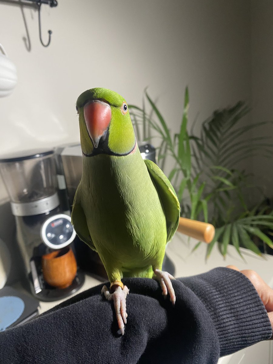 i__flow95's tweet photo. شريك القهوة المشهور سنابياً 🤍🦜 https://t.co/c1IW84WSdi