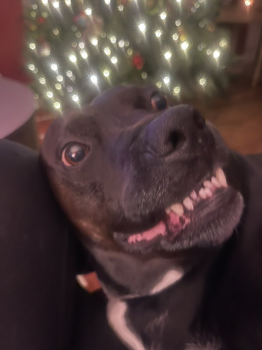 Deborah10394201's tweet photo. @preciousdoggo Allie happy about Santa coming 🎄💚 https://t.co/U7Pk0XBtCJ