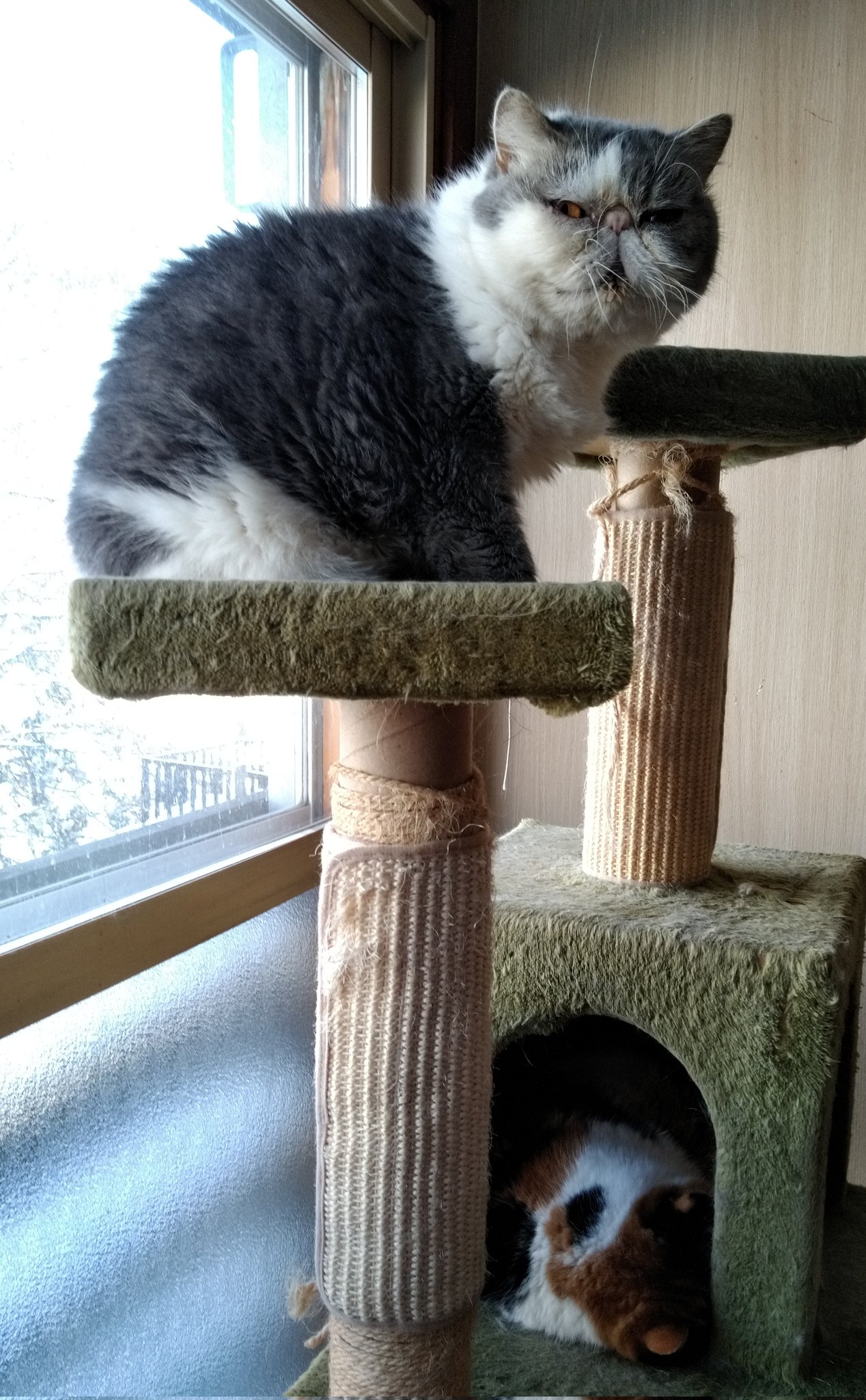 猫cafe宿くーちゃんの家 Catcafe Cultus Twitter
