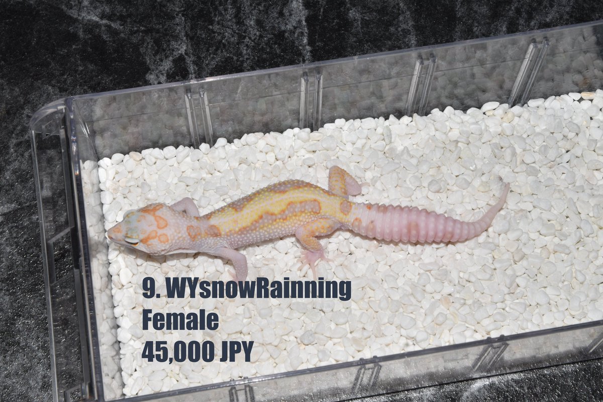 Wy Bell &amp; Wy Rainwater となります。
45頭のハイエンドリストがあります。 
写真をもらいたい方はラインをください。
DMは写真の転送が難しいです。
LINE ID : MyGecko