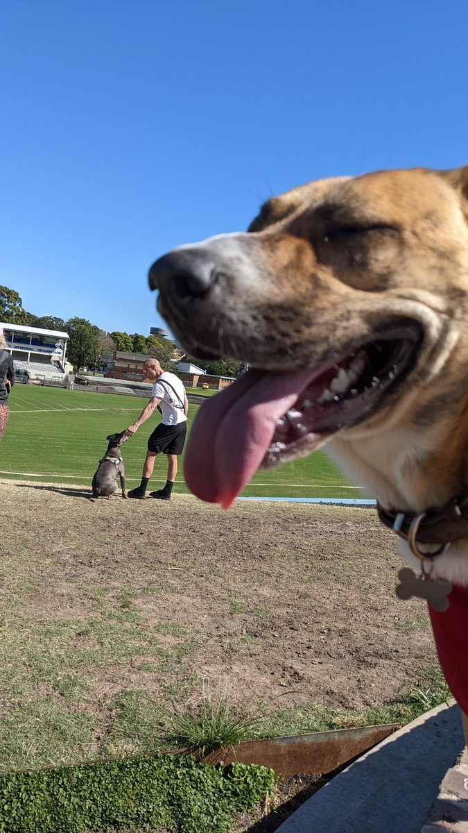 blinkandumissme's tweet photo. Shooting the breeze at Henson Park. The best way to start your day
#PetsOfCroakey #CroakeyFundingDrive @CroakeyNews @WePublicHealth #Wiradjuri #InnerWest cc @MegBastard @MarkRagg https://t.co/17Pon70FUJ