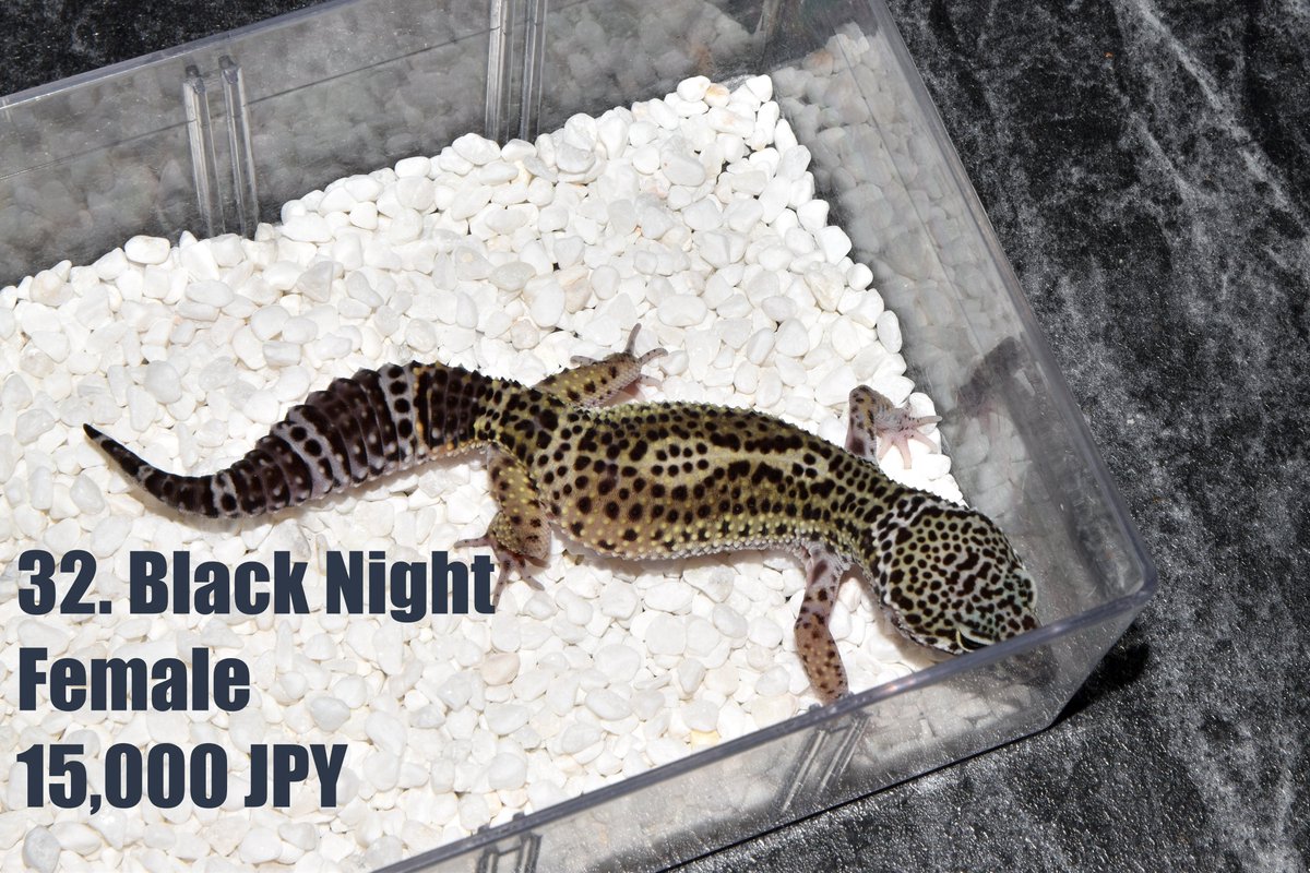 Full Carrotとなります。
45頭のハイエンドリストがあります。 
写真をもらいたい方はラインをください。
DMは写真の転送が難しいです。
LINE ID : MyGecko