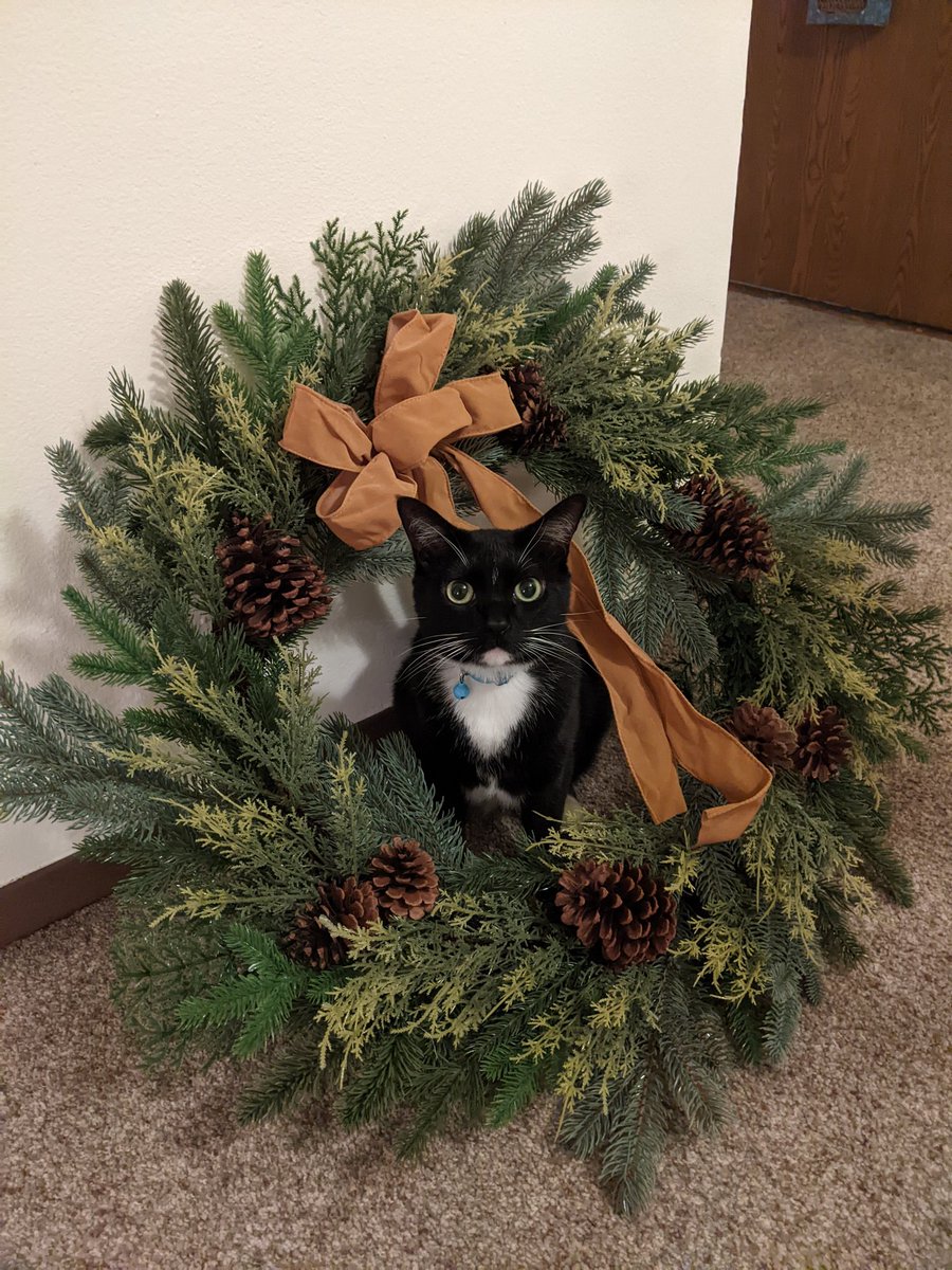 allyzike's tweet photo. I need to show off my handsome festive boy https://t.co/KgAFHNqjbP