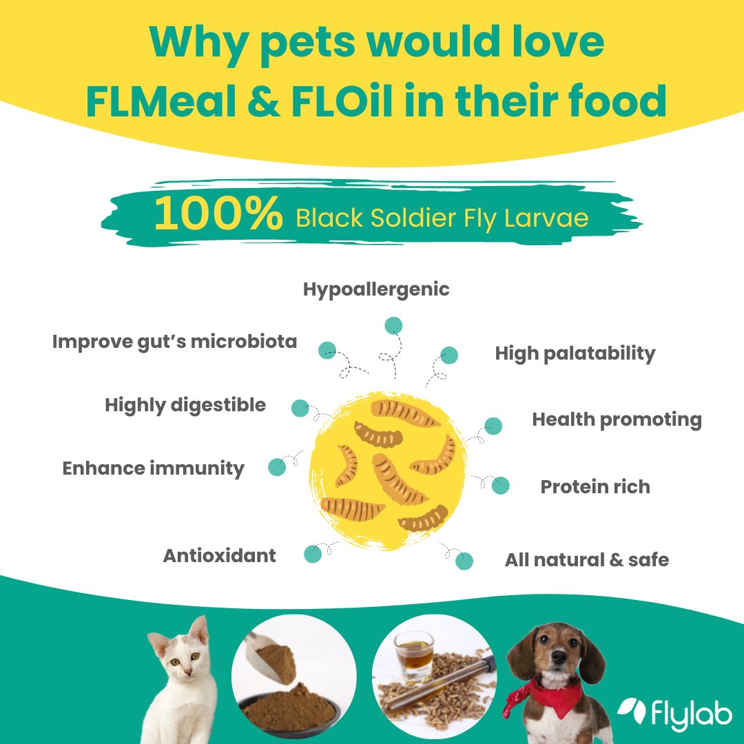 Not only would pets find FLMeal & FLOil in their food highly appetizing but the insect protein in them is full of nutrients that traditional pet food can't provide!

flylabfeed.com
hi@flylabfeed.com
(+66) 052 000597

#blacksoldierfly #petfood #animalfeed #insectprotein