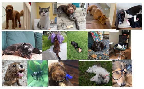 TAPPCentre's tweet photo. @WePublicHealth The #PetsOfPrevention are so excited to meet the #PetsOfCroakey! https://t.co/NVGp3bZw2T