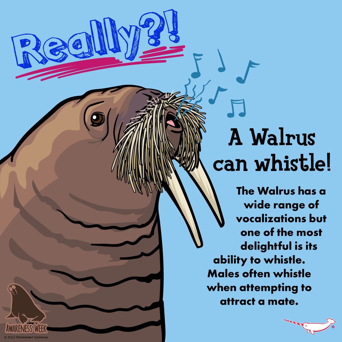 PepomintNarwhal's tweet photo. #WalrusAwarenessWeek
#Really #Walrus can whistle!
2023 Animal Holiday Calendar
& More Great Gift Ideas
Shop #PeppermintNarwhal at https://t.co/gqm4S4fifV
#WalrusWeek https://t.co/48X3b2zqul