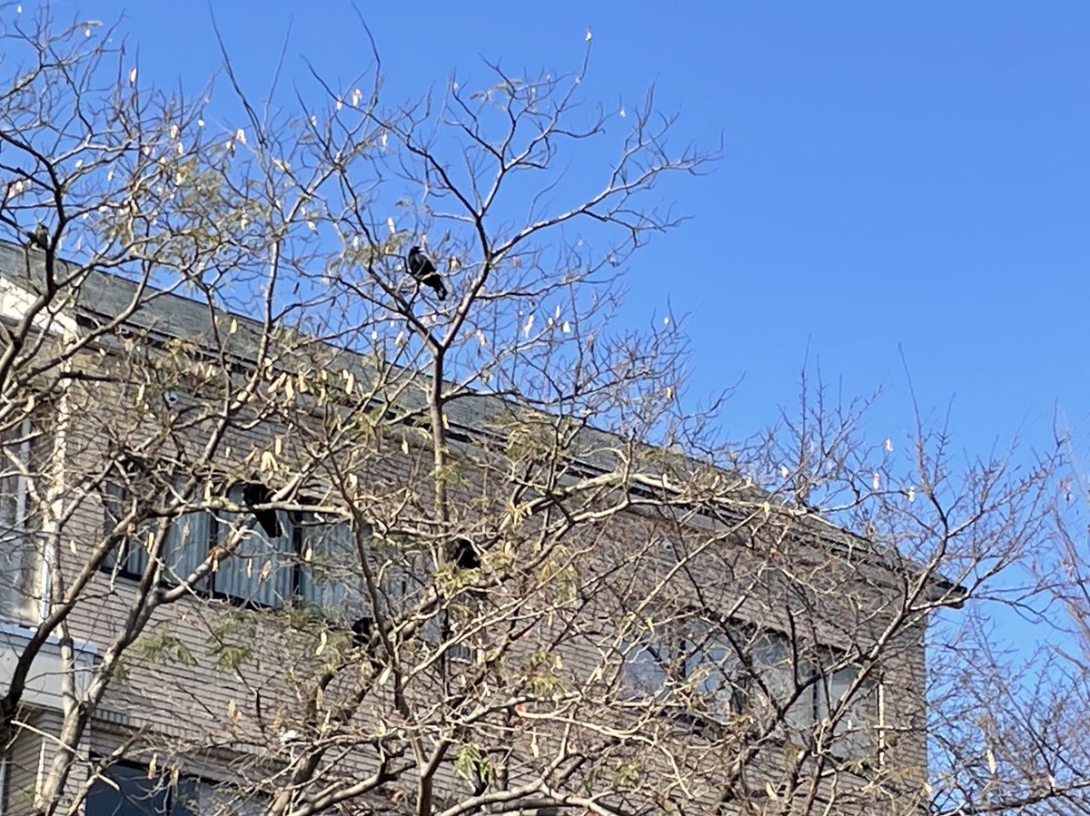 すんごくトンビ達がやって来ている
食べ物を狙うトンビ
おこぼれを狙うカラス
遠くの電線から見守るハト

鴨がつく割に鴨は介入してない
そう…これが鴨川デルタ https://t.co/xOCJjFtjDy… https://t.co/X4UUiImuWk