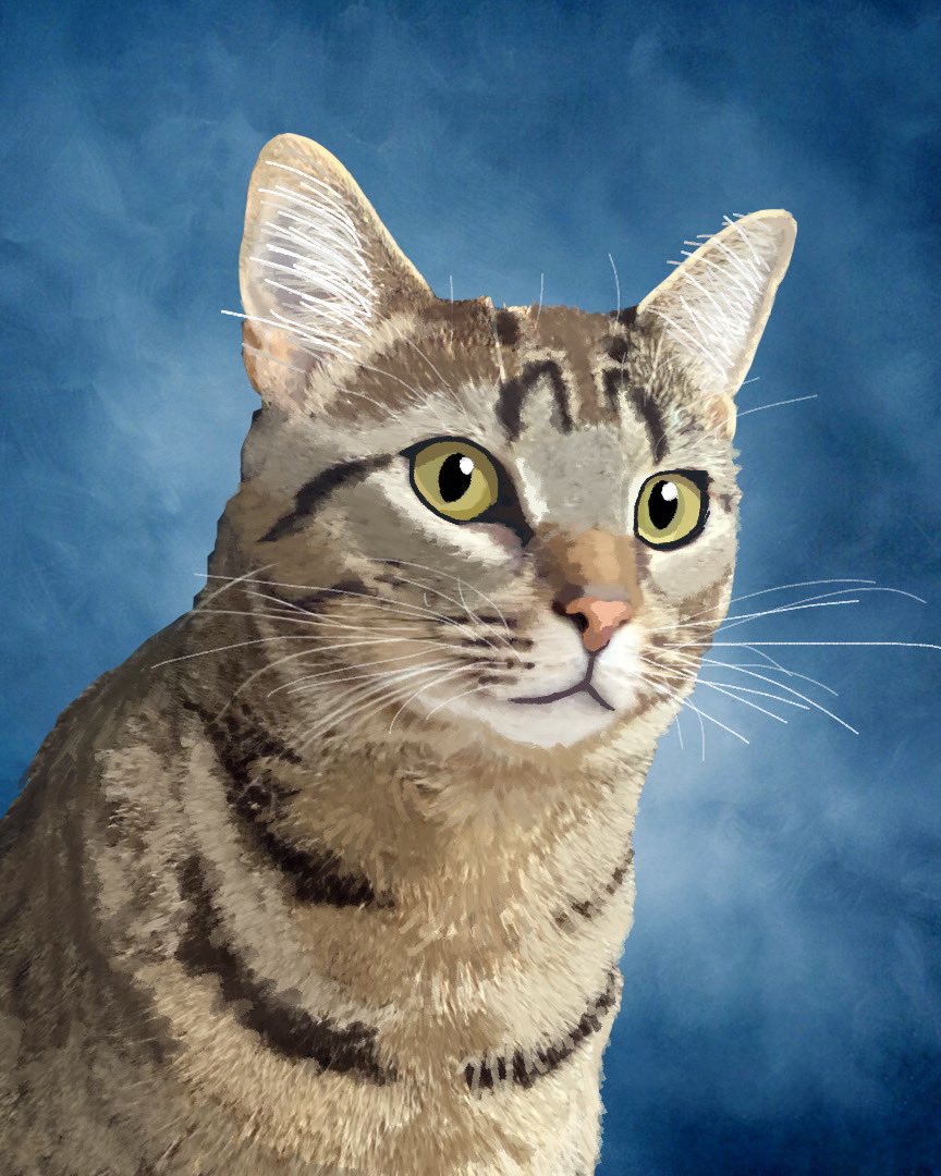 Jack_Miller_F's tweet photo. Cat picture day https://t.co/Z61h7QK5tH