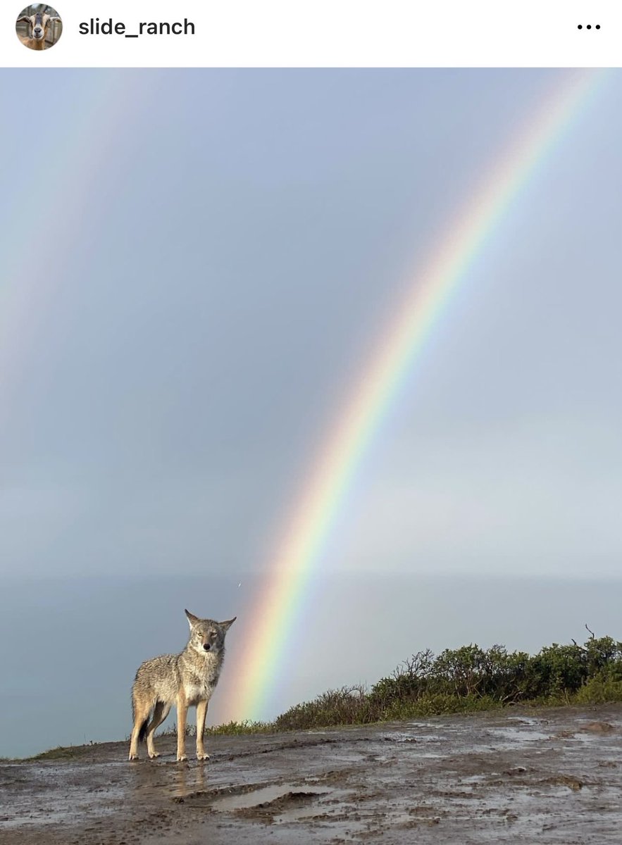 The Slide Ranch IG account wins for photo of the week.
instagram.com/p/Cl6hPJuJO-o/…