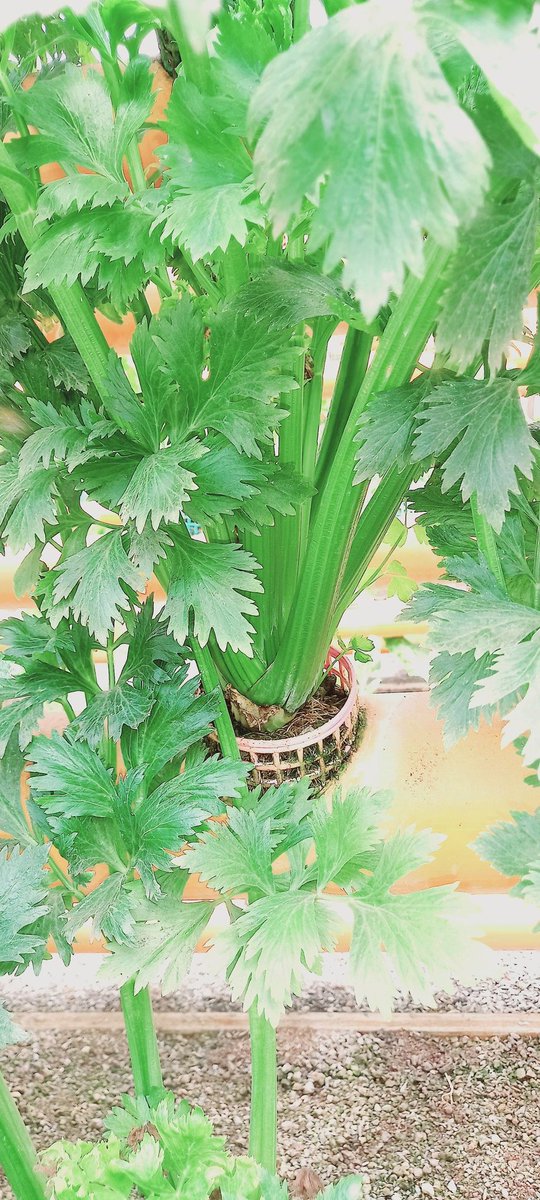 Love smoothies?Give our Cellery a Like and a Rt #ClimateAction