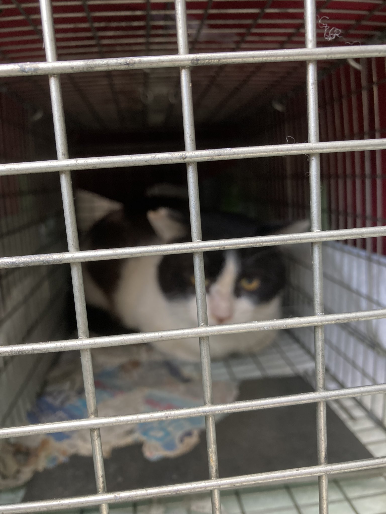 定番入荷 070121 赤字処分❗️桜瑪瑙ブレス天珠10点セット - 通販