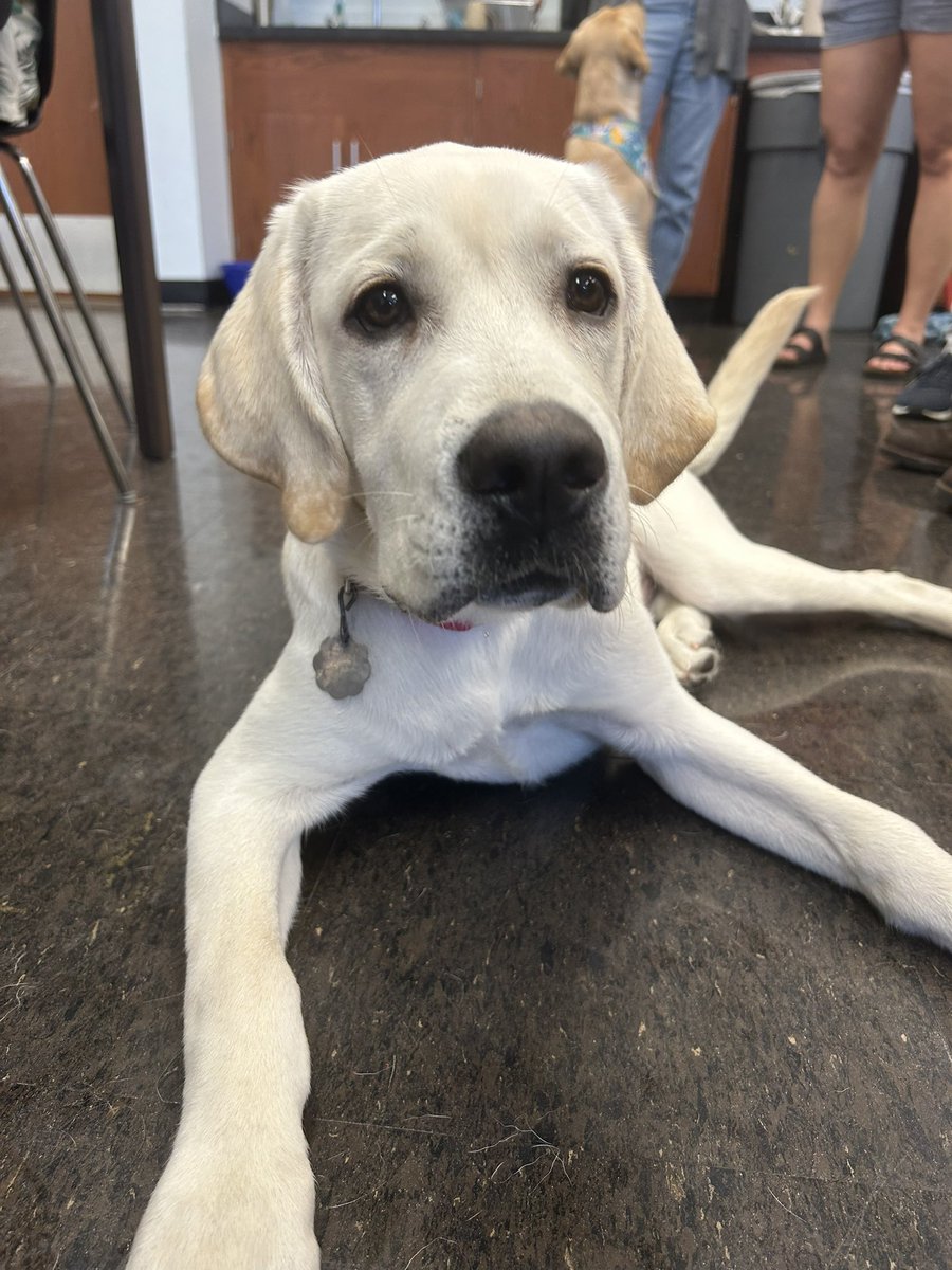ChrissyWieder's tweet photo. It’s our favorite time of year in the #Wiederlab! Thanks to @PatriotPawsTAMU for a great pre exam destress! https://t.co/Ye85VHbq2f