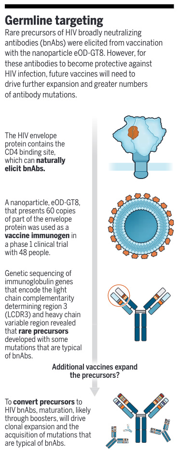 ScienceMagazine's tweet photo. A Phase 1 clinical trial provides promising results for a broadly neutralizing antibody #HIV vaccine, according to a new study in Science.

Learn more ⬇️
📄: https://t.co/HATvt9GyJg
#SciencePerspective: https://t.co/pdEl8OcixA https://t.co/Cd84u8W2TE