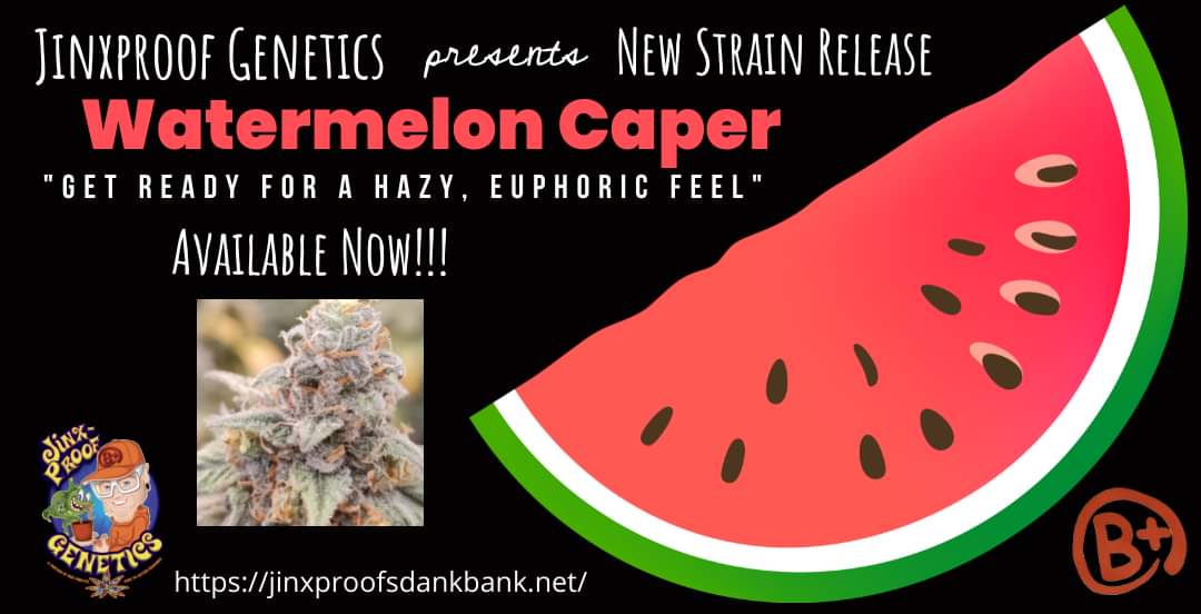 New Strain Release! Watermelon Caper is now available! Get ready for a hazy, euphoric feel that slowly creeps in before the oncoming of an overall calming effect. #CannabisCommunity #GrowYourOwn jinxproofsdankbank.net/shop/current-g…