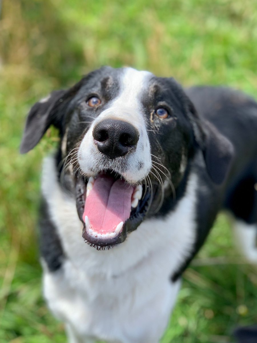 Hi, I'm GEORGE 🖤🤍

I don't think anyone fell in love with me when I was last on twitter 🥺 I'm not sure why ?

Diane said I should try again, so I put my best smile on for my photo 📸 

Do you think I can find a home of my own ? 

#PleaseTwitterHelpMe 

#AdoptMe