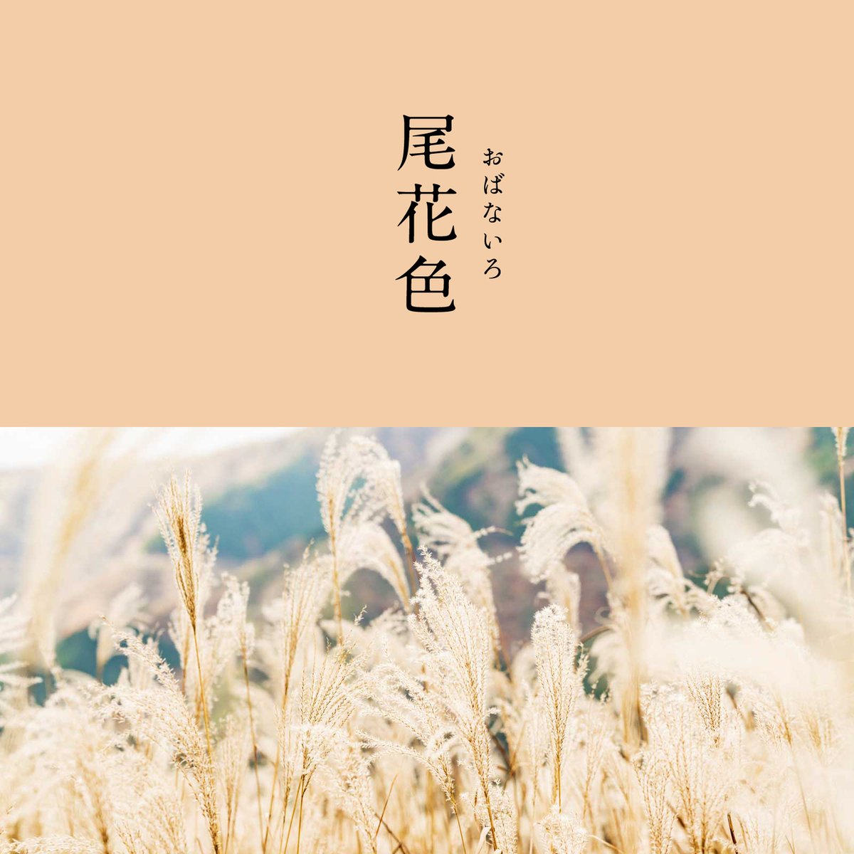 nishikawa_sleep's tweet photo. ＼あなたの投票で限定タオルが決まる！？／
暦生活×西川の限定コラボキャンペーン⭐️

Wフォロー&amp;RTでQUOカードPayがその場で当たる！

1️⃣@543lifeと @nishikawa_sleep を両方フォロー❗
2️⃣この投稿をRT
3️⃣結果が届く

Wチャンス✨
タオルにしてほしい色をタップ＆投稿で10名様に抽選でタオルが当たる🎵
