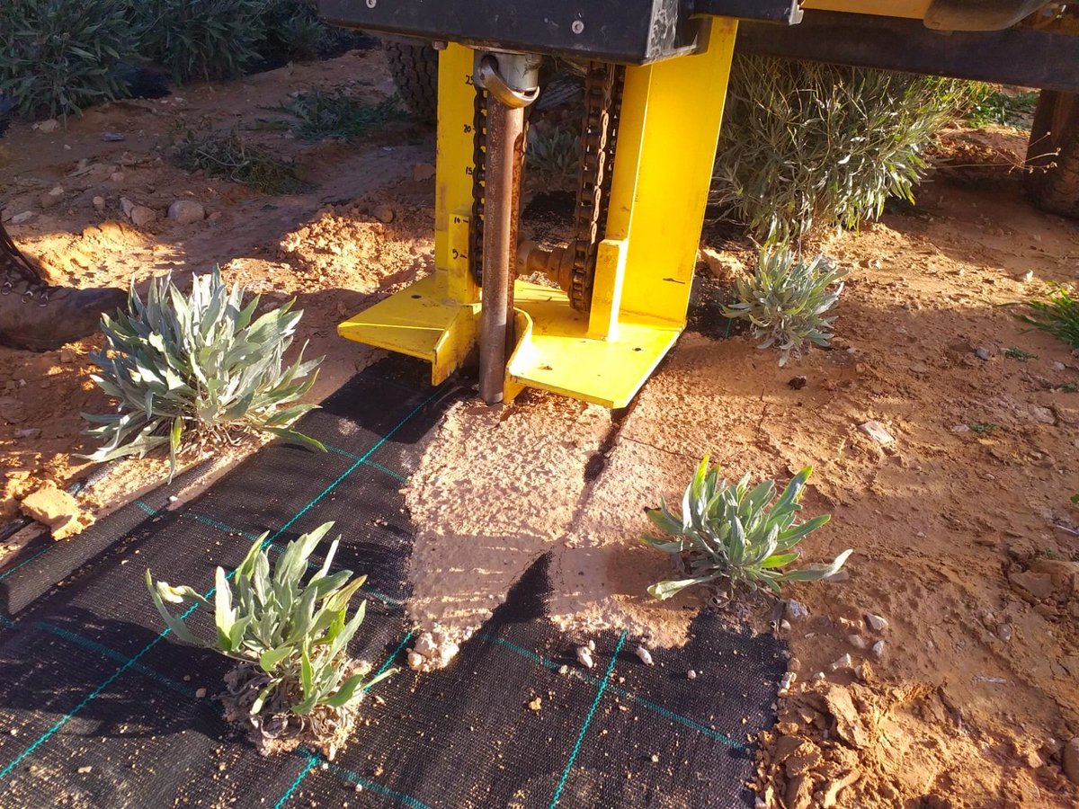 dipualba's tweet photo. 🌾Nuestro @itapdipualba y la @uclm_es, representan a España en el #proyectoMIDAS, con una subvención de unos 675.000€ y son, junto al @CIEMAT_OPI, las únicas entidades españolas seleccionadas para esta iniciativa de cultivo industrial sostenible 🤩👌🏻.
🌐https://t.co/Vkizq0l66W https://t.co/VU6ovNzzuY