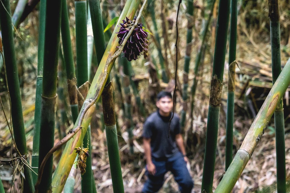 Masungi Georeserve on Twitter: