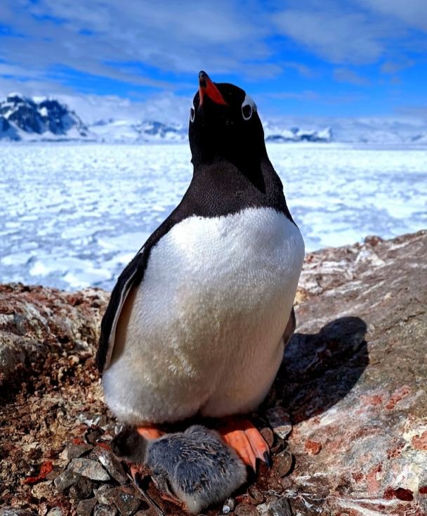 nexta_tv's tweet photo. At the #Ukrainian Antarctic station "Academician Vernadsky" the first penguin hatch this season. https://t.co/BmyYl4vhIW
