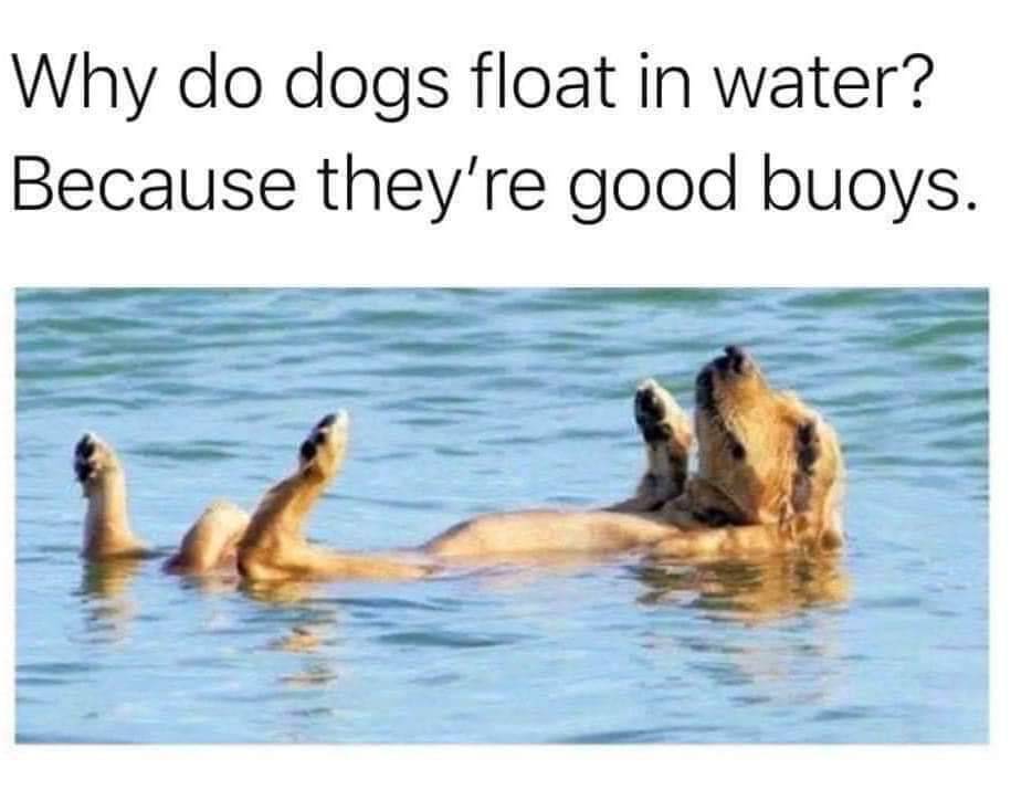 HeckinGoodDogs's tweet photo. Sensible chuckle... https://t.co/IvyWOYepPp