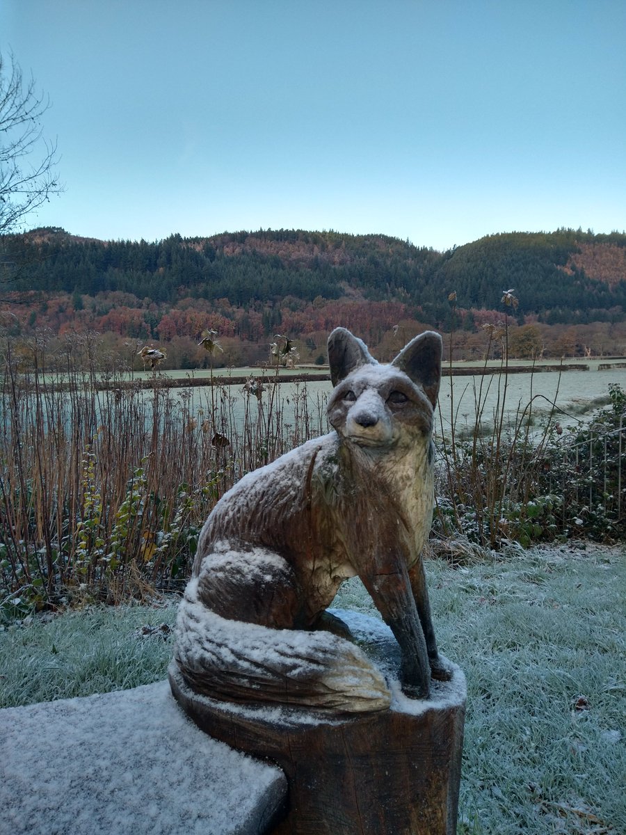 The first snow of the season has arrived at Rhyd-y-Creuau, Rhen the fox can't wait to chase the snowflakes! ❄️☃️
