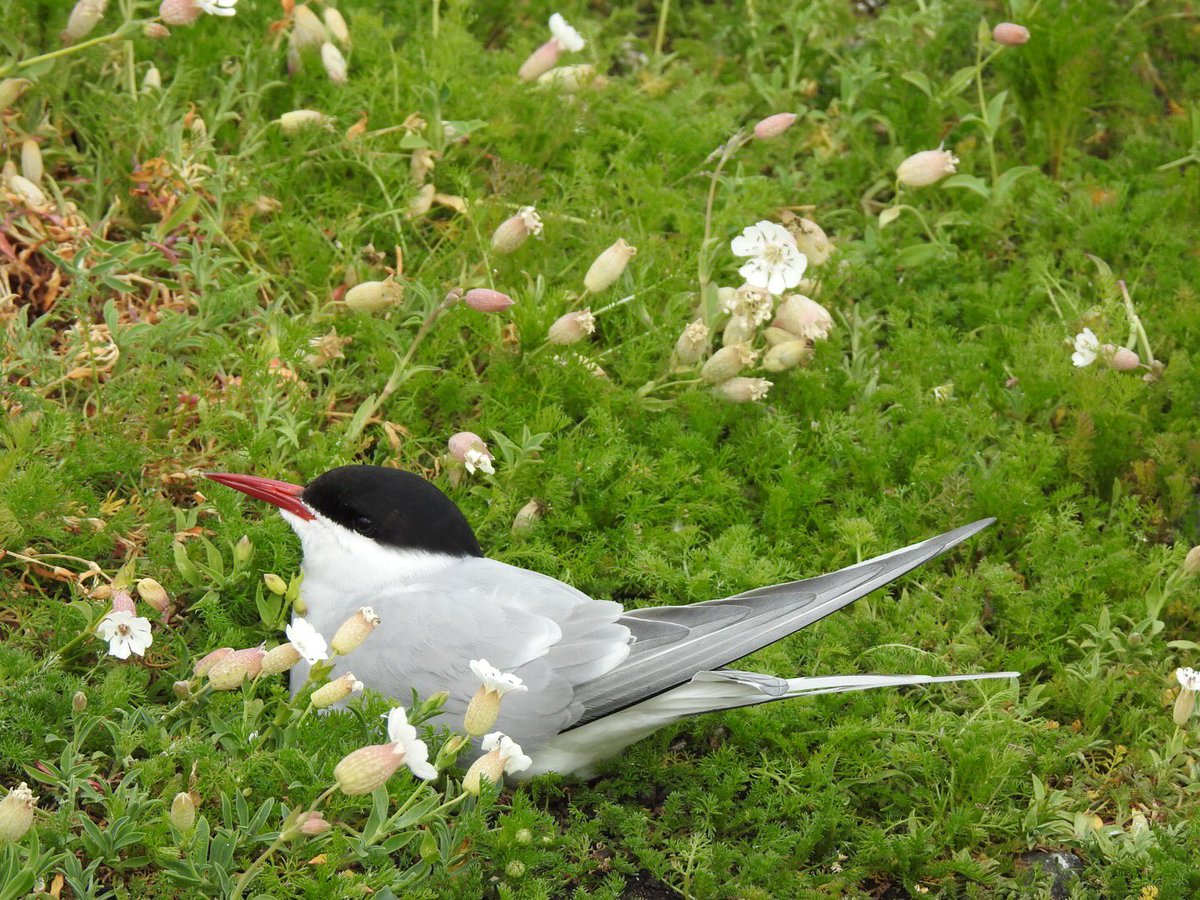 PatBurt35283951's tweet photo. @SteelySeabirder A little bird travelling 22,000 miles, 35,000km has to win the ๐ surely! ๐ #TeamTern #SeabirdWC2022 #ArcticTern https://t.co/jl8mZS458z