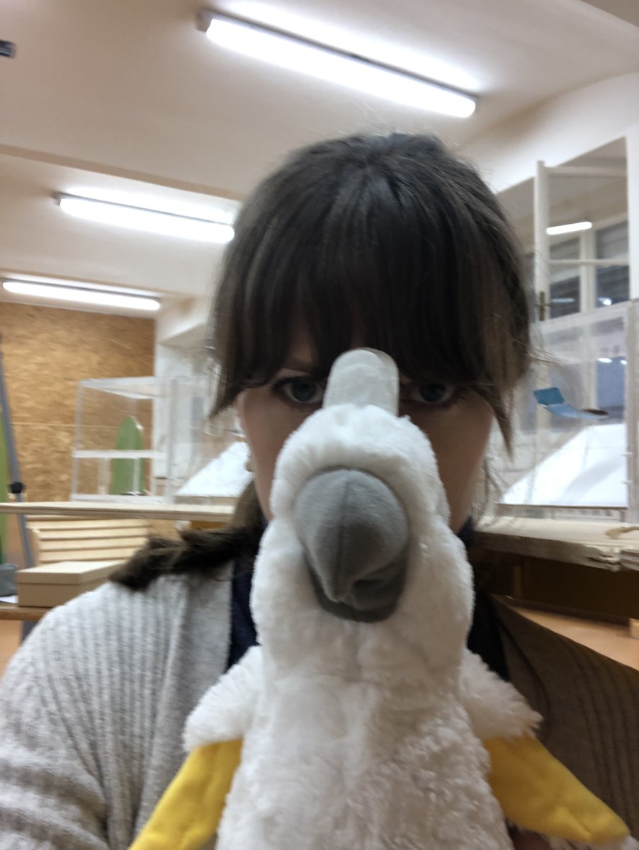 Birdsie and I want to finish data collection already. Power analysis says no. (It's a wrap on Kindergarten number 4!).