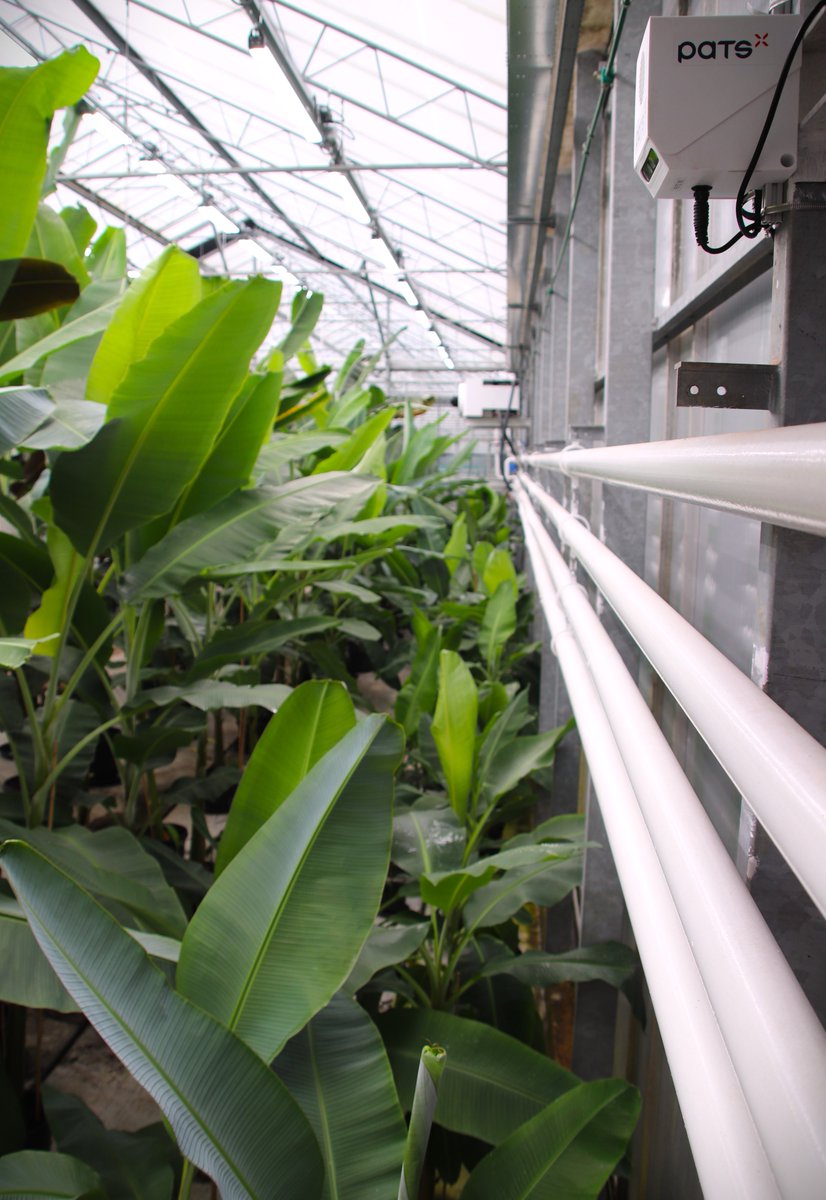 At PATS we also keep our eyes open in banana plants 🍌

Our system detects moths that fly into the field of view of these smart cameras and reports the presence of moths in the morning.

Stay ahead of unwanted insects and let your plants flourish🪴

#pats #pestcontrol #agtech