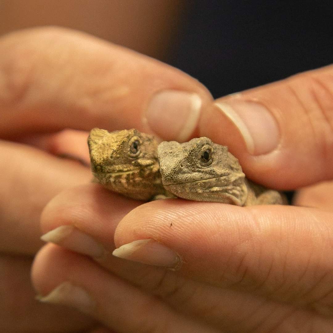 Central Energy Trust Wildbase Recovery tweet media