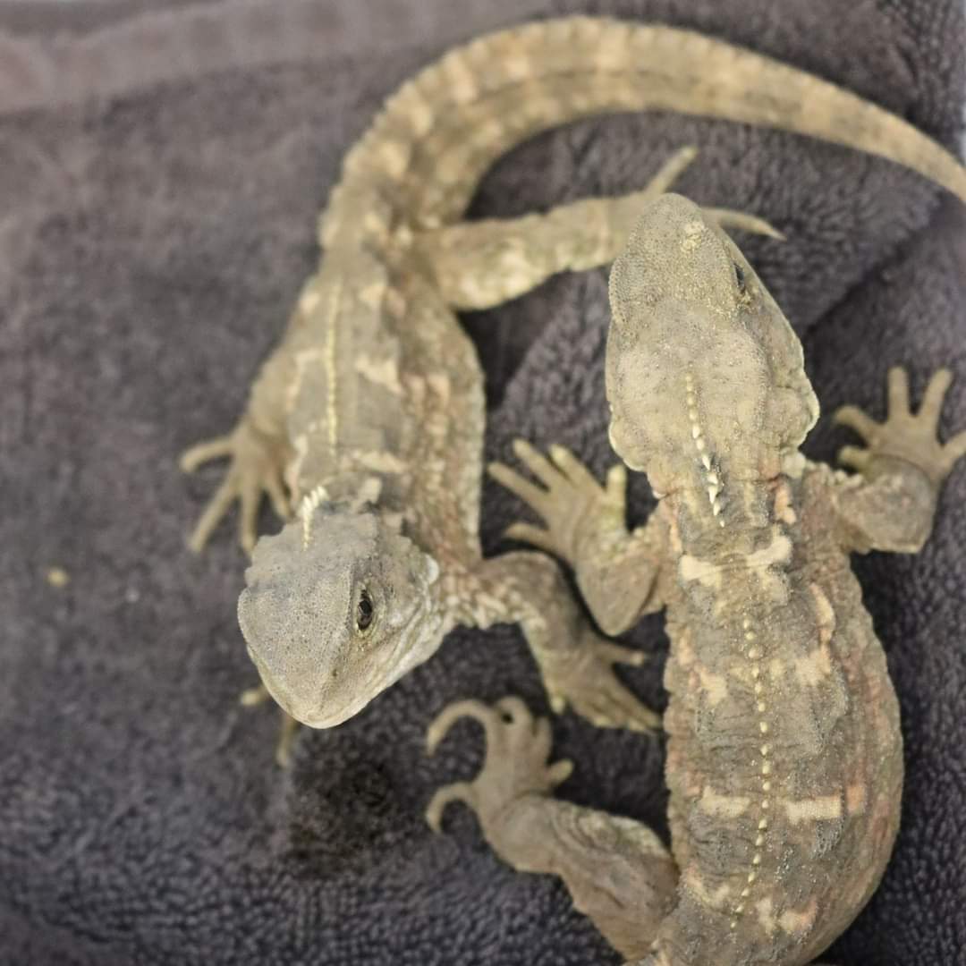 Central Energy Trust Wildbase Recovery tweet media