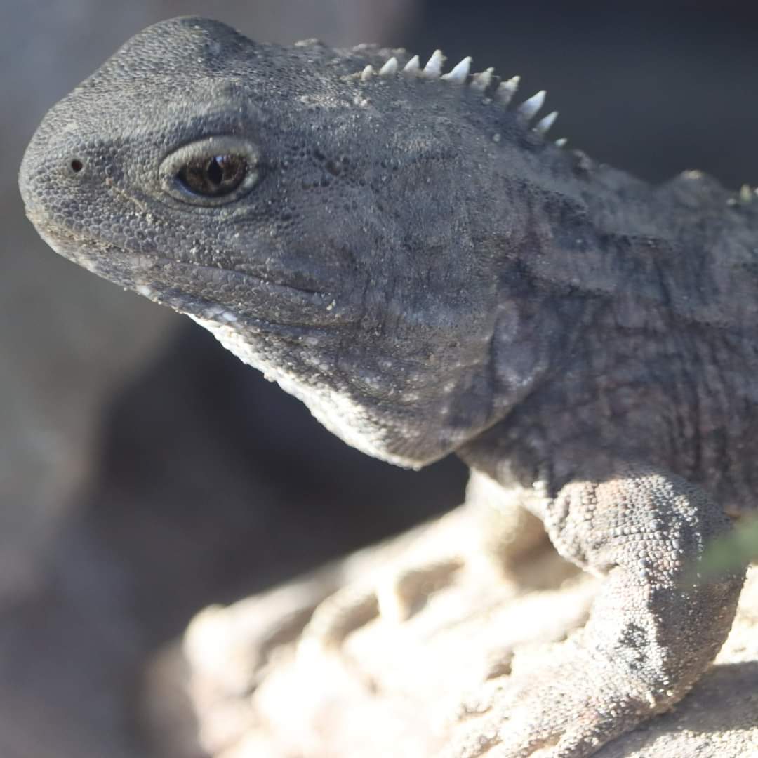 Central Energy Trust Wildbase Recovery tweet media