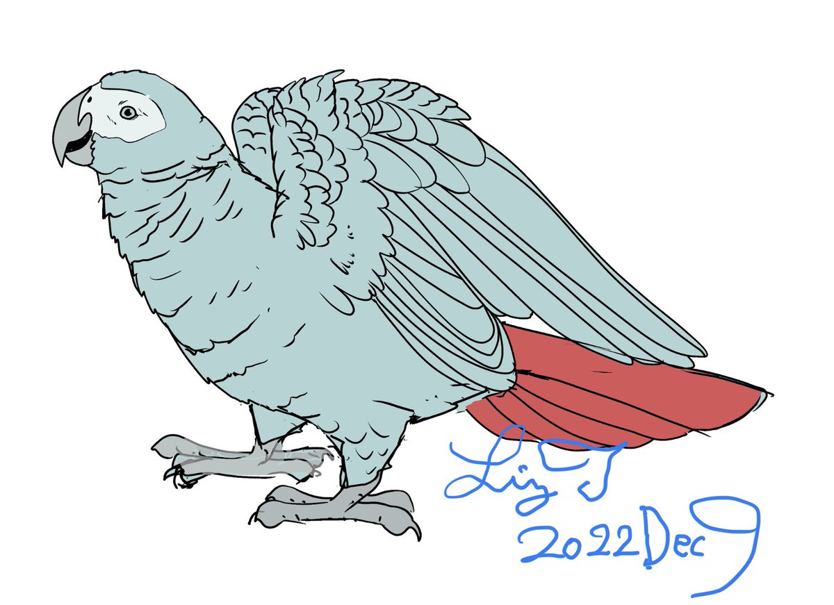 オーダーのヨウムさんラフ描き第3稿❣️
並べるとコマ送りみたいでかわいい🥰 