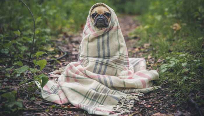 The Prepared tweet media