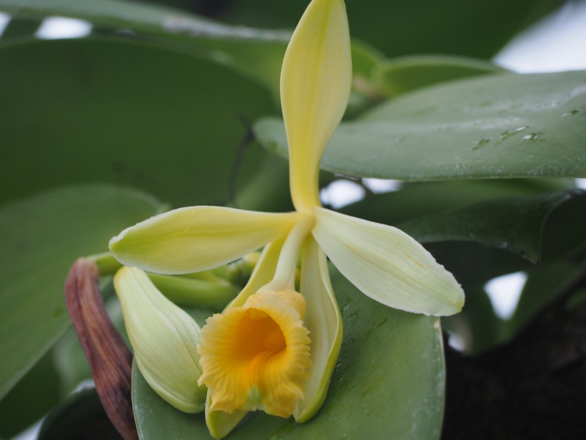 Aktuell gibt es viel zu entdecken in der Nutzpflanzenabteilung im #Tropicarium
#BotanischerGarten #Tübingen