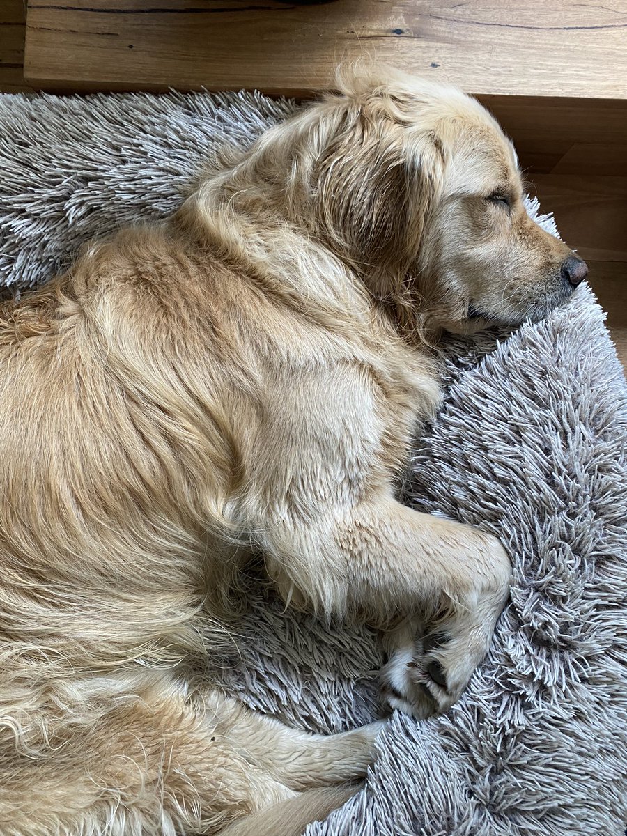 farm_strong's tweet photo. Sharing pictures of my daughter’s Alfie for @CroakeyNews #CroakeyFundingDrive #PetsofCroakey day https://t.co/VwMLejlDtL