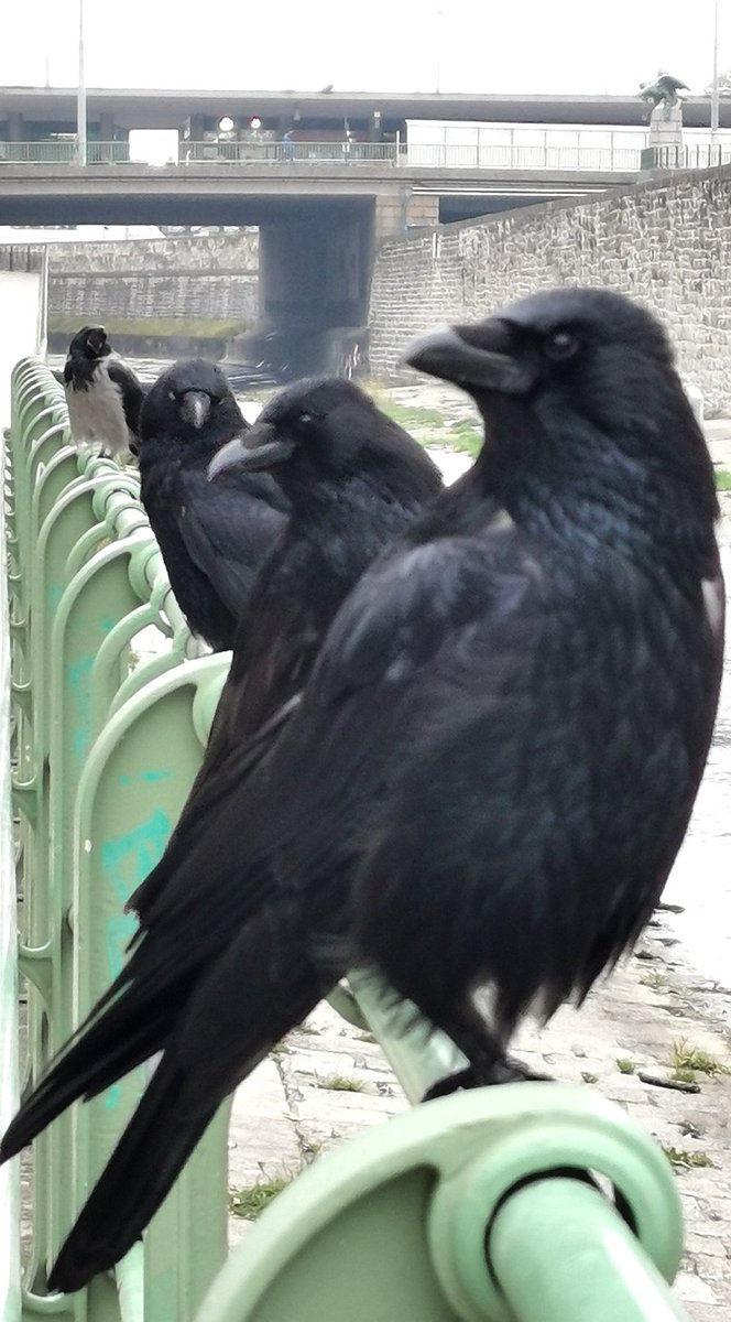 city_crows's tweet photo. Famous #crow clans
#GameOfCrows
Our territory!!
The Kennedys with neighbour Schöner Willi yawning in the background. https://t.co/wth95KLJik