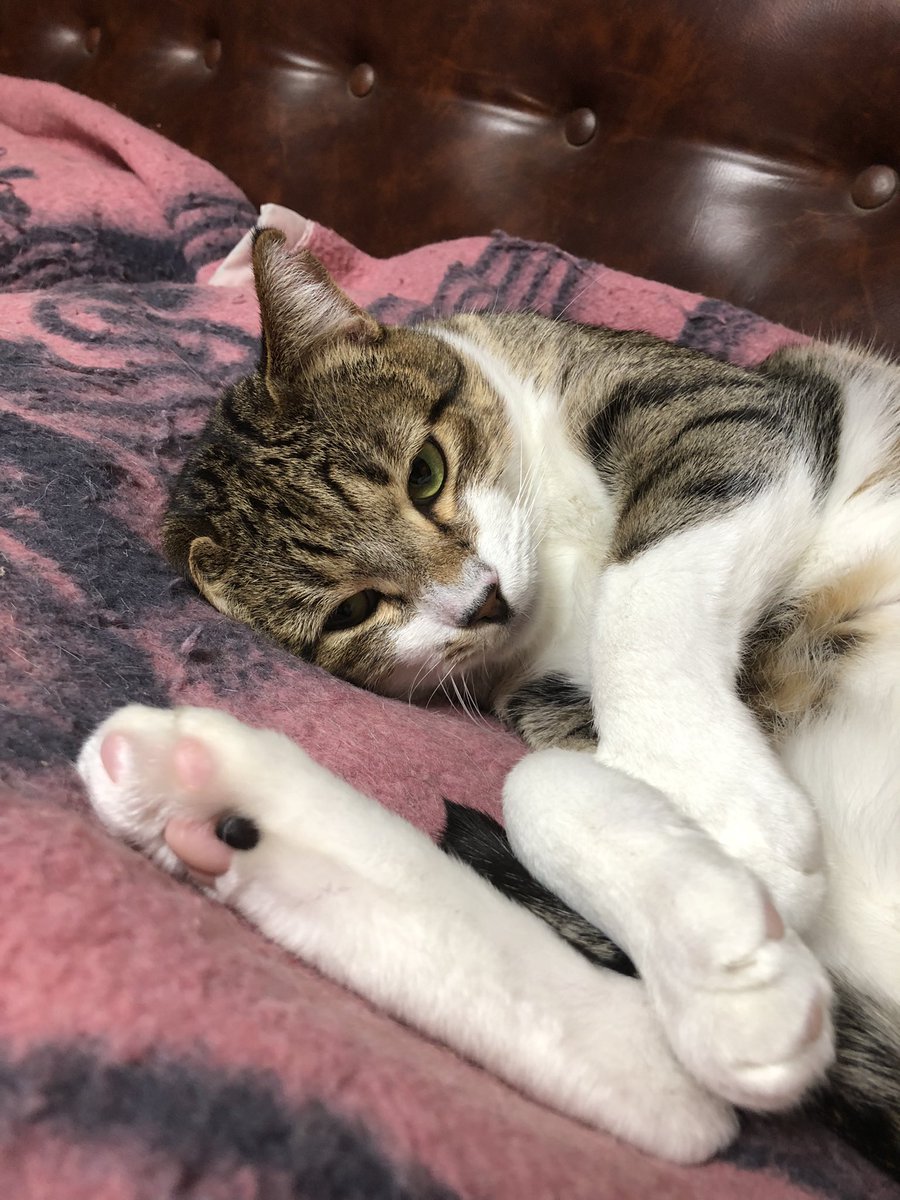 sultandenka's tweet photo. 保護から155日目
肉球が綺麗になりました
#猫 #ねこ #保護猫 #野良猫 #猫好き #猫がいる暮らし https://t.co/I2gv6apQBK