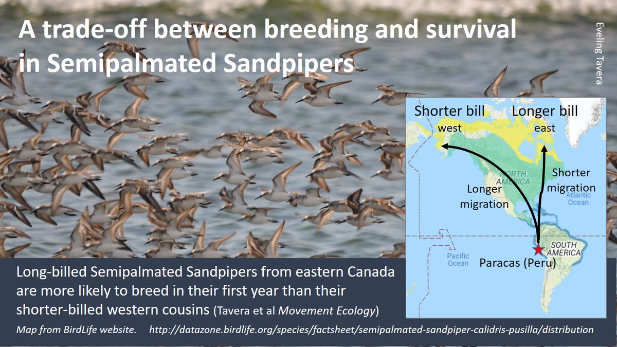 Not all #waders #shorebirds breed every year ...
... and that is not necessarily a bad thing. 
Thought-provoking paper by @eveconnection turned into this #WaderTales blog on 9 Dec 2020 🎂
wadertales.wordpress.com/2020/12/09/gap… 
#ornithology #phenology