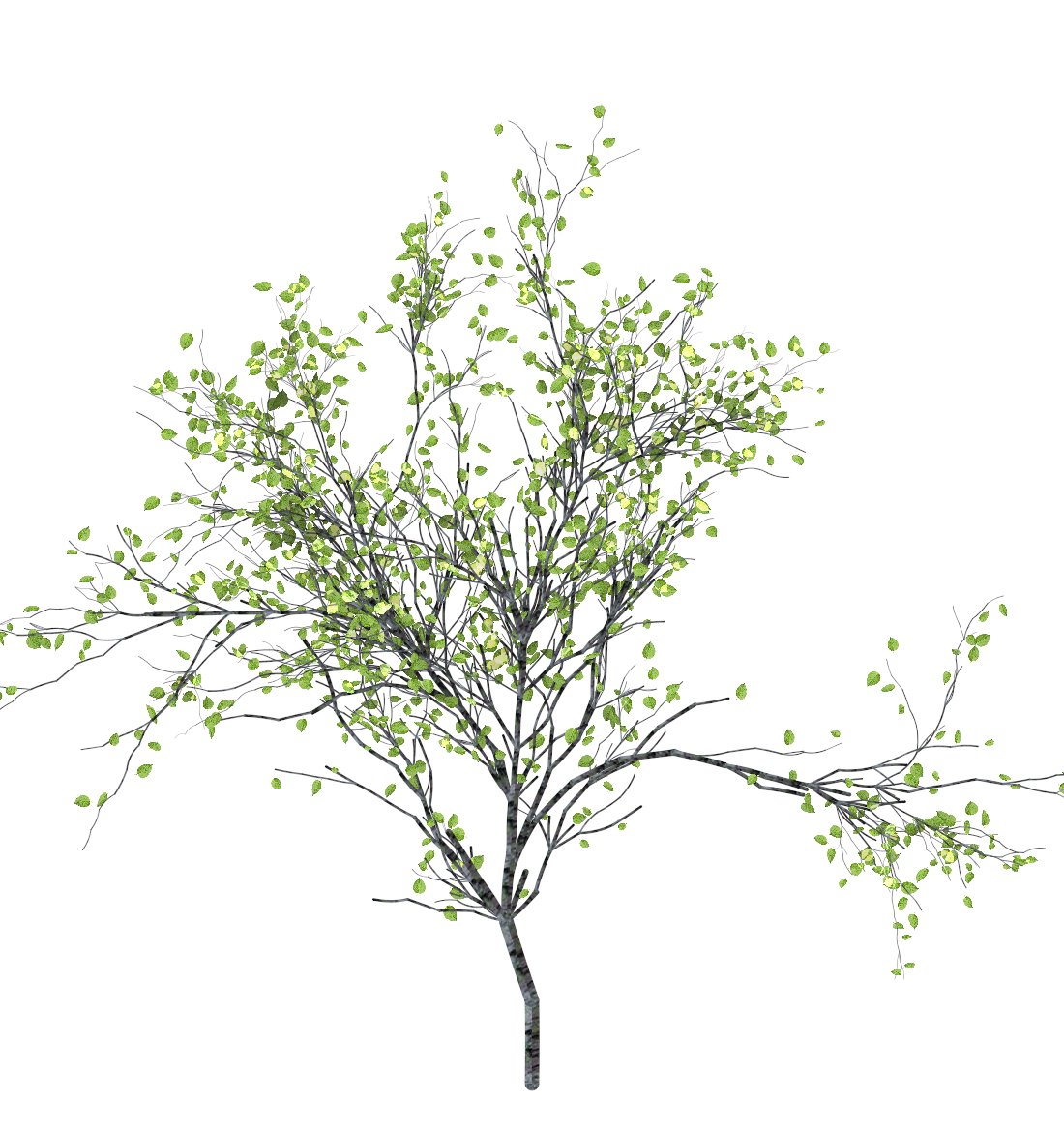 found this old tree png