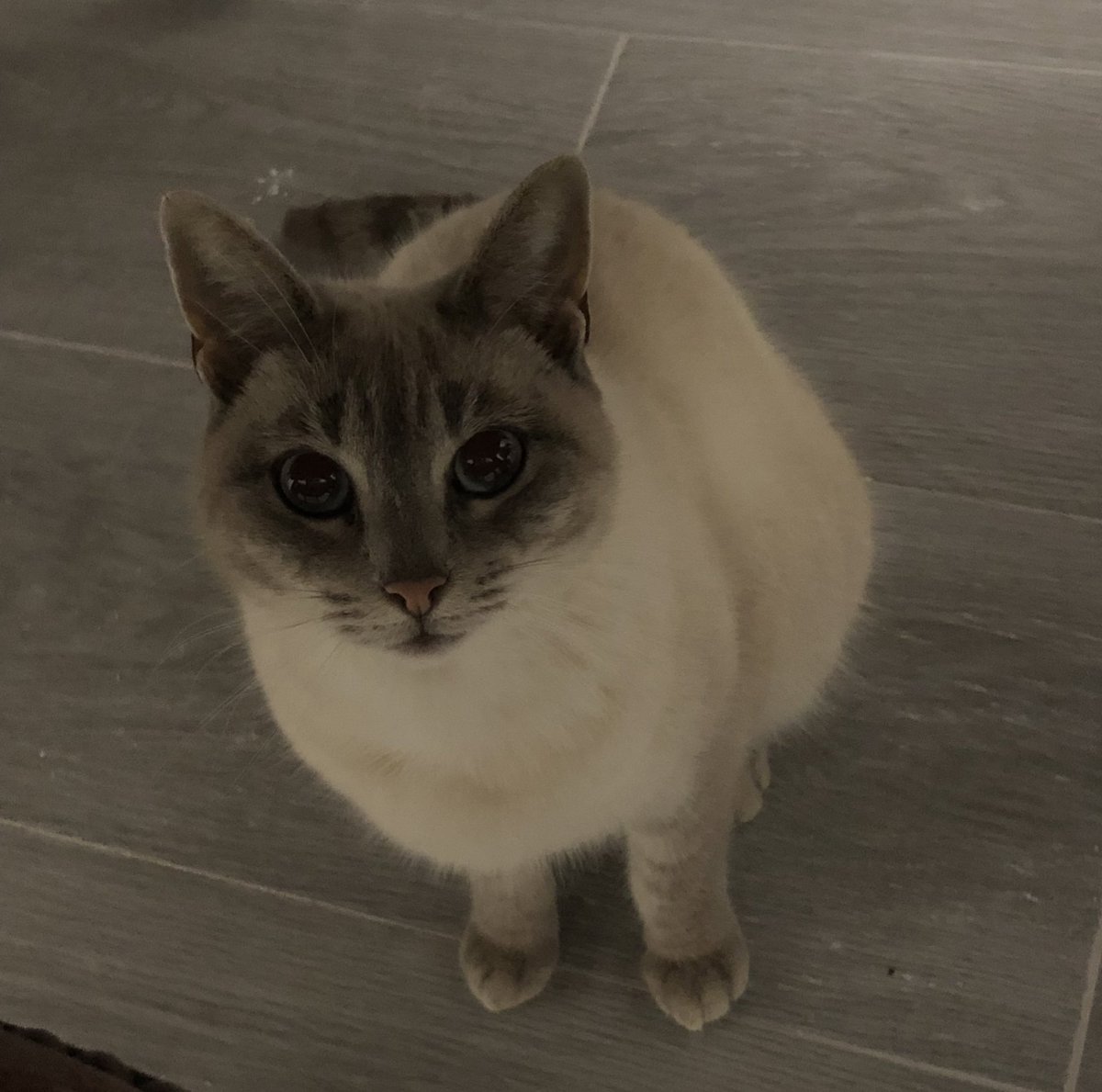my cat is asking for attention!

1 🫳🏻 = 1 pat in the head