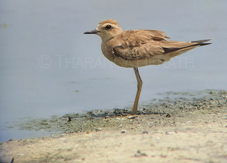 Ornithvacations~ Birding & Wildlife Holidays tweet media