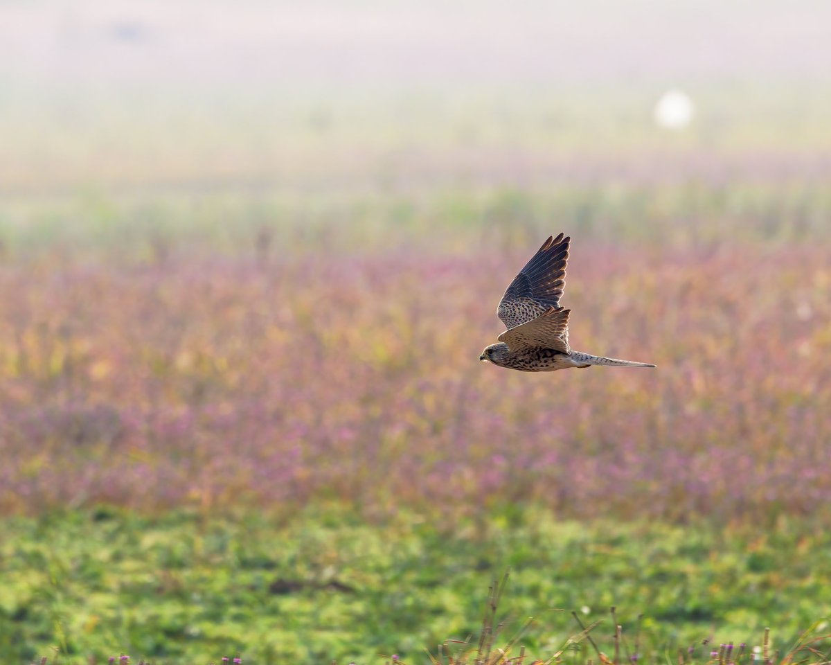 Another #CommonKestrel to brighten your day! I’m falling in love with #BirdsInFlight photos. 
#CapturedOnCanon #IndiAves #BirdsSeenIn2022 #BirdsOfTwitter #birdphotography #wildlifephotography #BBCEarthPOTD #NaturePhotography #Natgeo