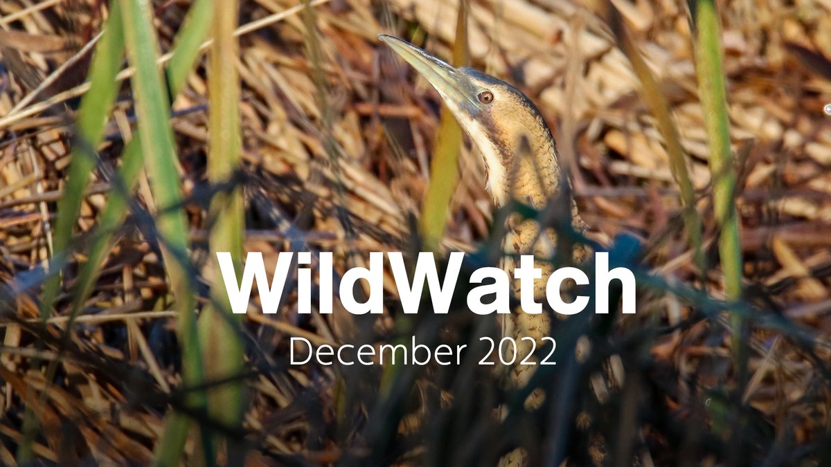 WWTSlimbridge's tweet image. ✨ New #WildWatch ✨

With bittern, water rail and snipe all showing well this week. Tune in to our latest WildWatch episode, all about secretive winter wildlife. 👀

Watch here: ow.ly/NkGR50LYcF3
@slimbridge_wild