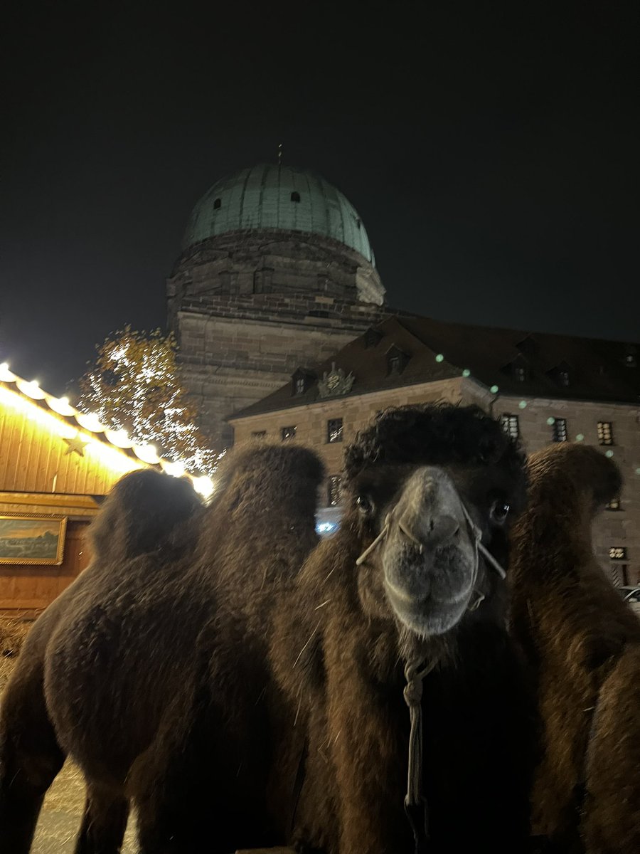 So wonderful being in Nuremberg again, seeing my boy, with his sister - we even stumbled upon a proper nativity scene, with camels, goats and a llama