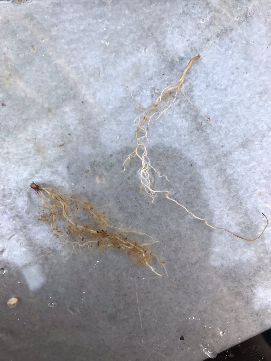 Roots from our climate chamber experiment. Tedious to extract but beautiful! 🌱
 Left: Phleum alpinum, Right: Taraxacum officinale