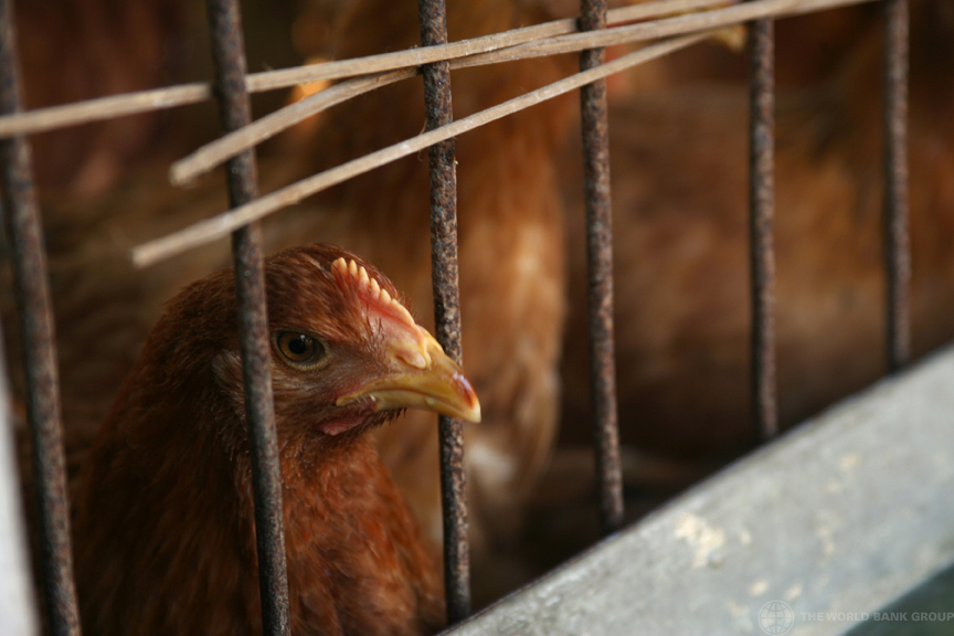 #EastAsiaPacific is a global hotspot for emerging infectious diseases caused by animal-to-human transmission. Find out how the #OneHealth approach can address the problem.

#OpEd from Daniel Dulitzky, Benoît Bosquet &amp; Martien Van Nieuwkoop: wrld.bg/1CTk50LVHCQ