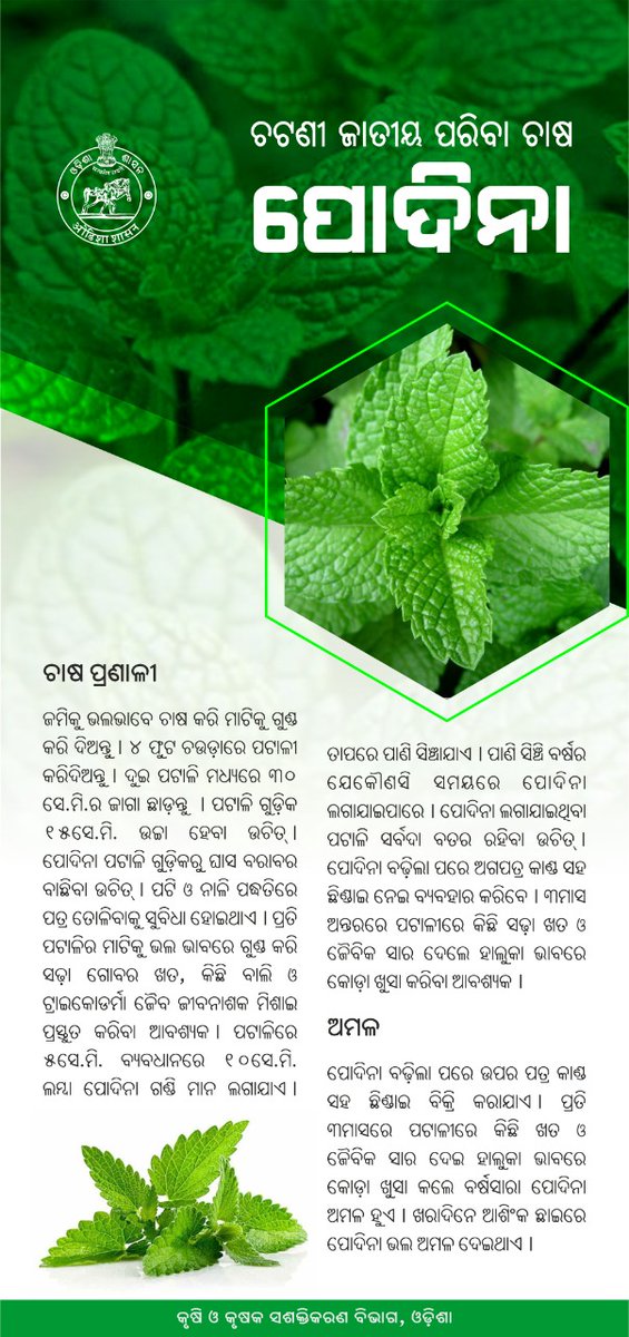 krushibibhag's tweet photo. #ଶାଗ ଜାତୀୟ ଲତା ମଧ୍ୟରେ #ପୋଦିନାରୁ ପ୍ରସ୍ତୁତି ଚଟଣି ସ୍ୱାସ୍ଥ୍ୟକର,ରୁଚି ସମ୍ପନ୍ନ ଓ ଜୀର୍ଣ୍ଣକାରକ ହୋଇଥାଏ | #ପୋଦିନା ପଟାଳି ଗୁଡିକରୁ ଘାସ ବରାବର ବାଛିବା ସହ ଖତ ଓ #ଜୈବିକ_ସାର ଦେଇ କୋଡ଼ାଖୁସା କଲେ ବର୍ଷସାରା ଅମଳ ହେବା ସହ କୃଷକମାନେ ଲାଭବାନ ହୋଇପାରିବେ | #Mintfarming #Farmers' #OdishaFarmers https://t.co/i9SVHwAgm8