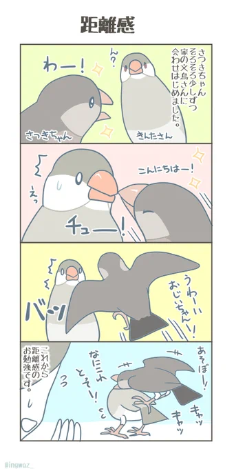 距離感がまだうまく掴めない、幼鳥さん。

#Buncho #javasparrow #文鳥 