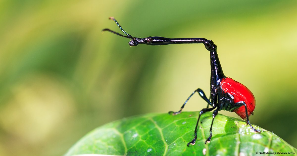 📢 Just released: 🇪🇺 Red List of insect taxonomists

You read it right! We are not only losing 40% of our 🐜🪲 insects, but also our capacity to study &amp; categorize them

This affects policies on conservation, #ClimateChange, trade &amp; more: op.europa.eu/s/xinQ

#EUBiodiversity