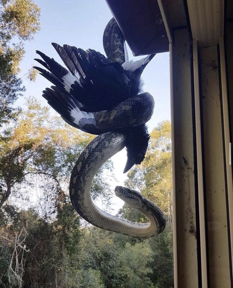 vaybtv's tweet photo. Carpet Python eating a Currawong on a roof in Australia, 2019 https://t.co/owDINHjeoH